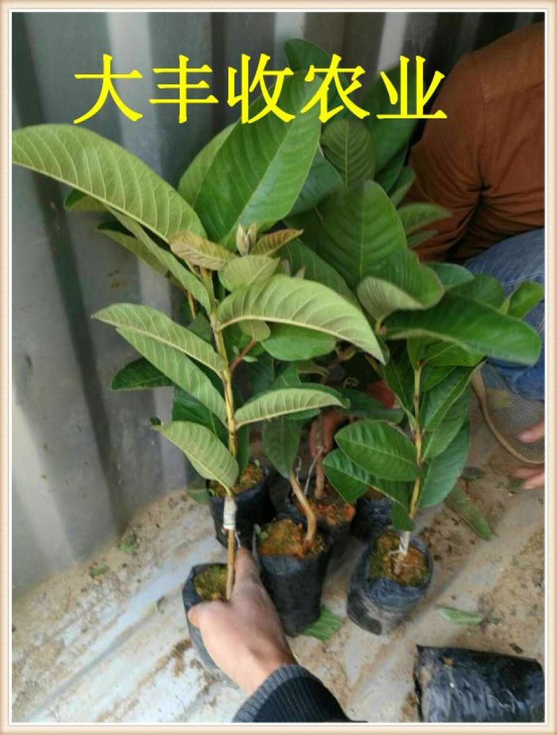 西瓜番石榴苗30~50cm