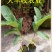 西瓜番石榴苗30~50cm