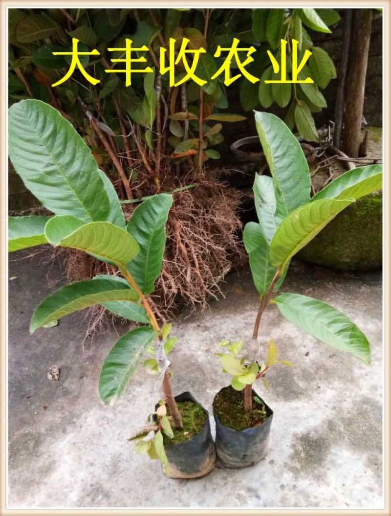 西瓜番石榴苗30~50cm
