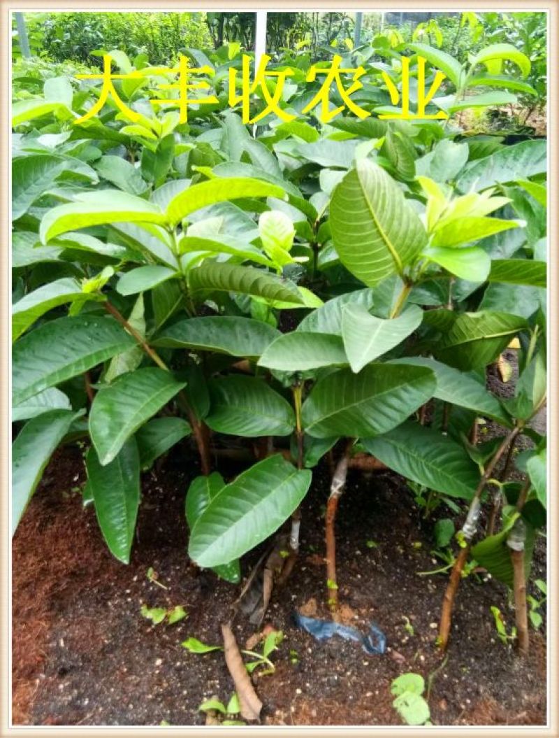 西瓜番石榴苗30~50cm