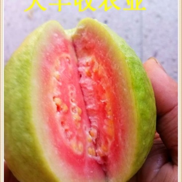 西瓜番石榴苗30~50cm
