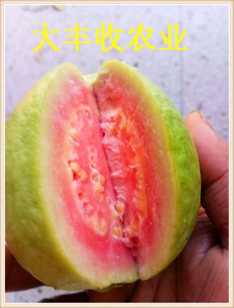 西瓜番石榴苗30~50cm