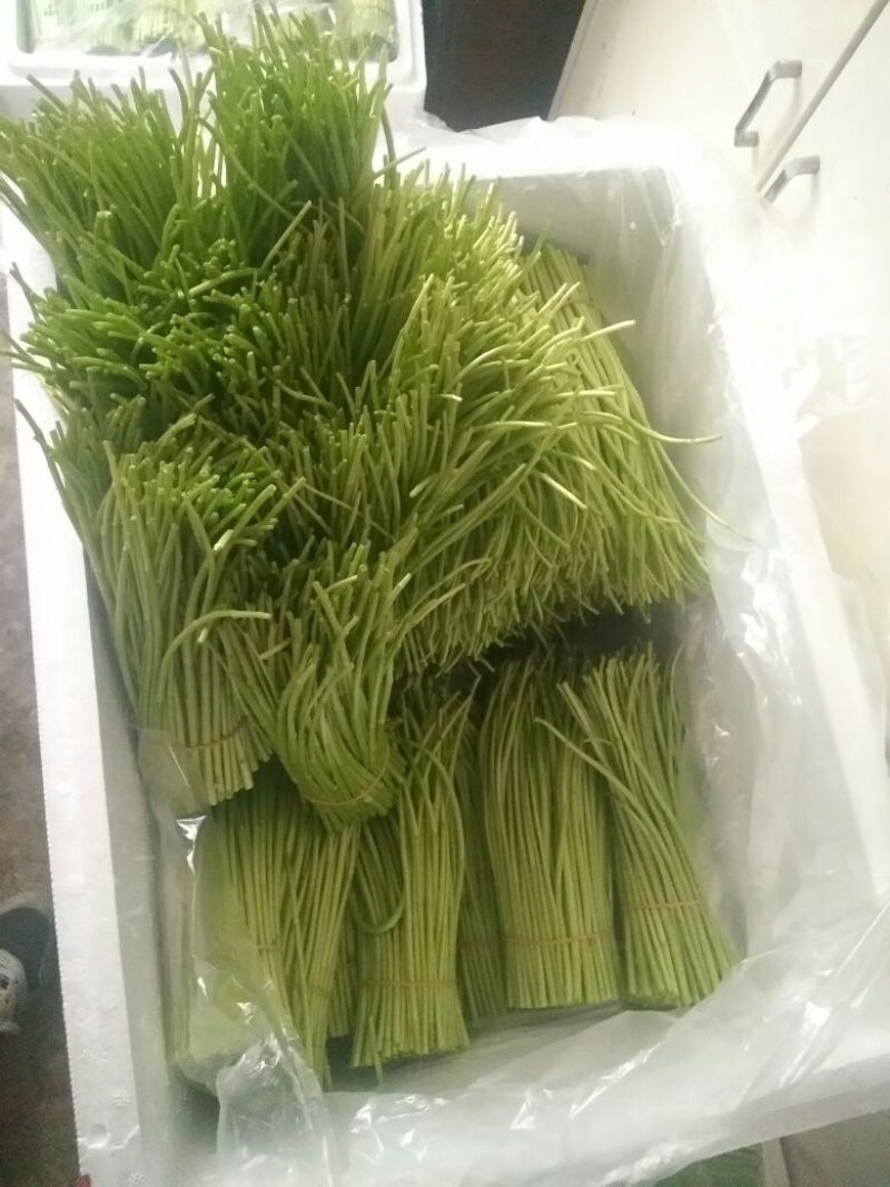 芦篙