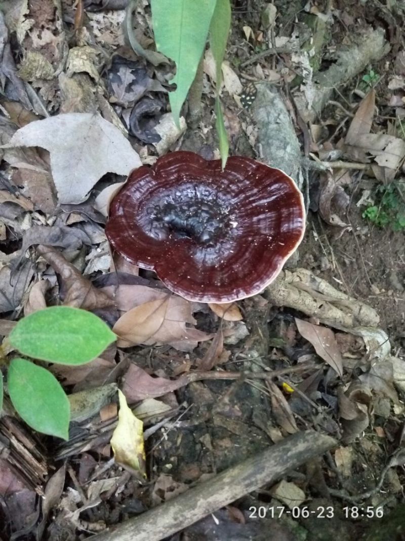 野生灵芝小朵统货