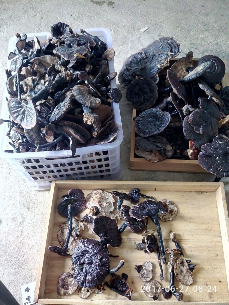 野生灵芝小朵统货