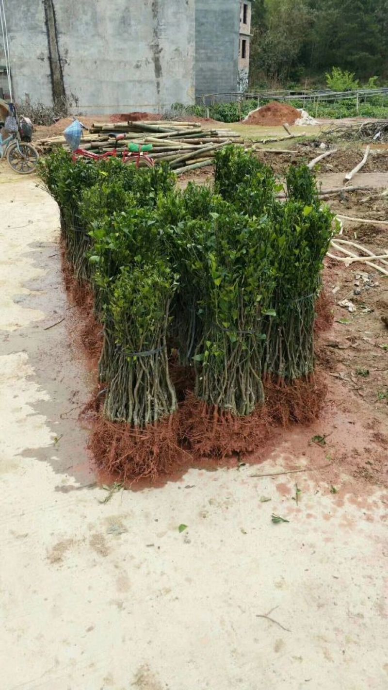 沃柑果苗大量有苗供应