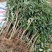 无核荔枝苗50~80cm大量供应各品种荔枝苗