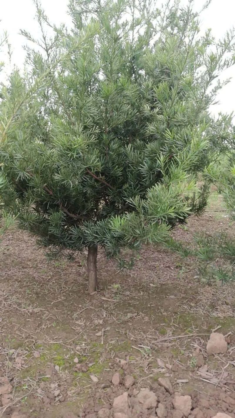 狭叶罗汉松6~8cm4~6cm2.5~3米