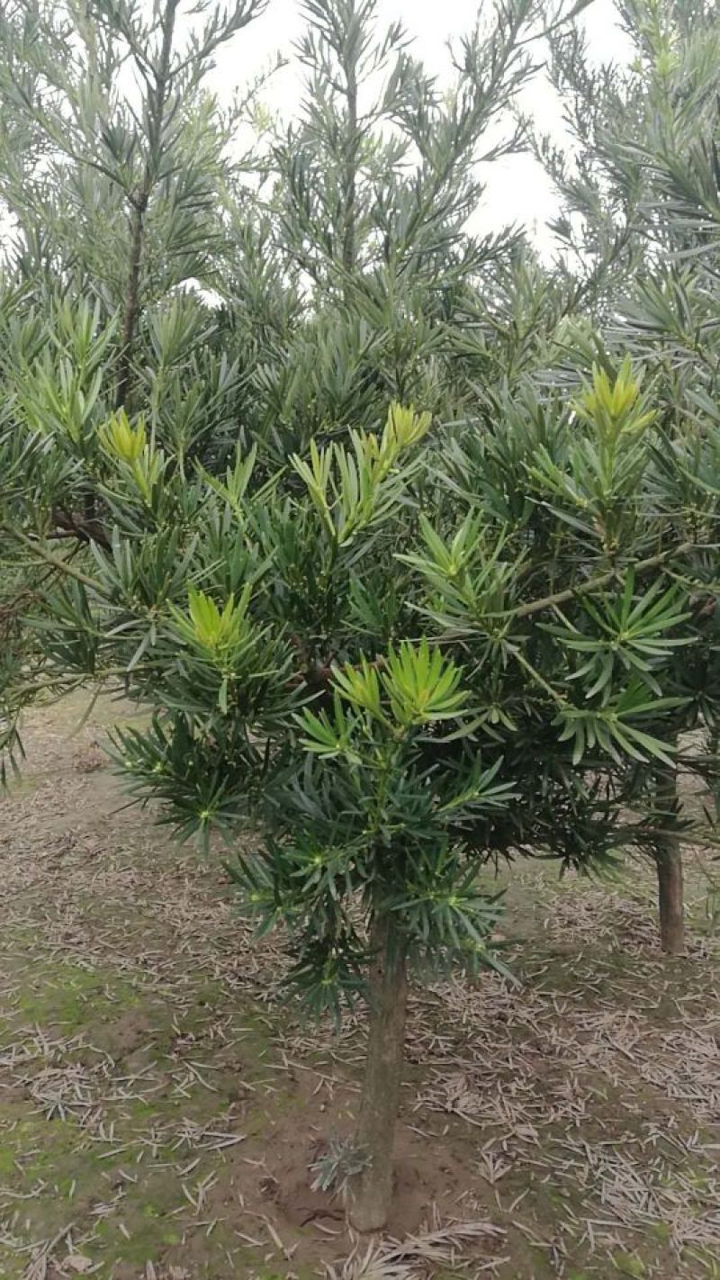 狭叶罗汉松6~8cm4~6cm2.5~3米