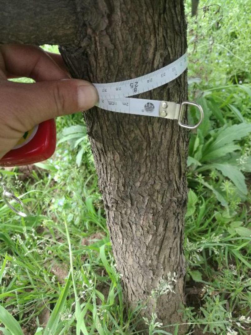 狭叶罗汉松6~8cm4~6cm2.5~3米