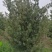 狭叶罗汉松6~8cm4~6cm2.5~3米