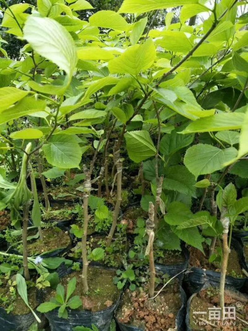 桑树苗10cm以下，大量有货，量大优惠，基地直供苗！！
