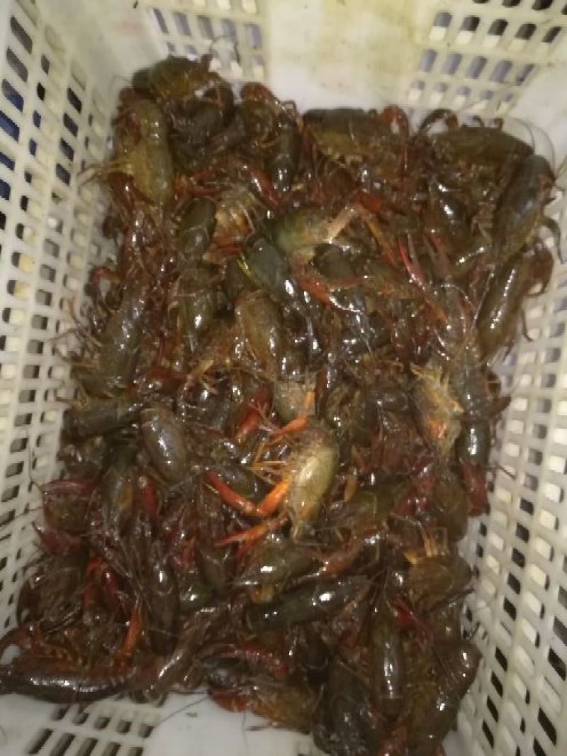 克氏原螯虾稻田套养4-6钱（20-30克）活虾