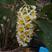 铁皮石斛盆花10~30cm