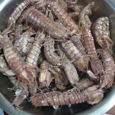 皮皮虾活虾