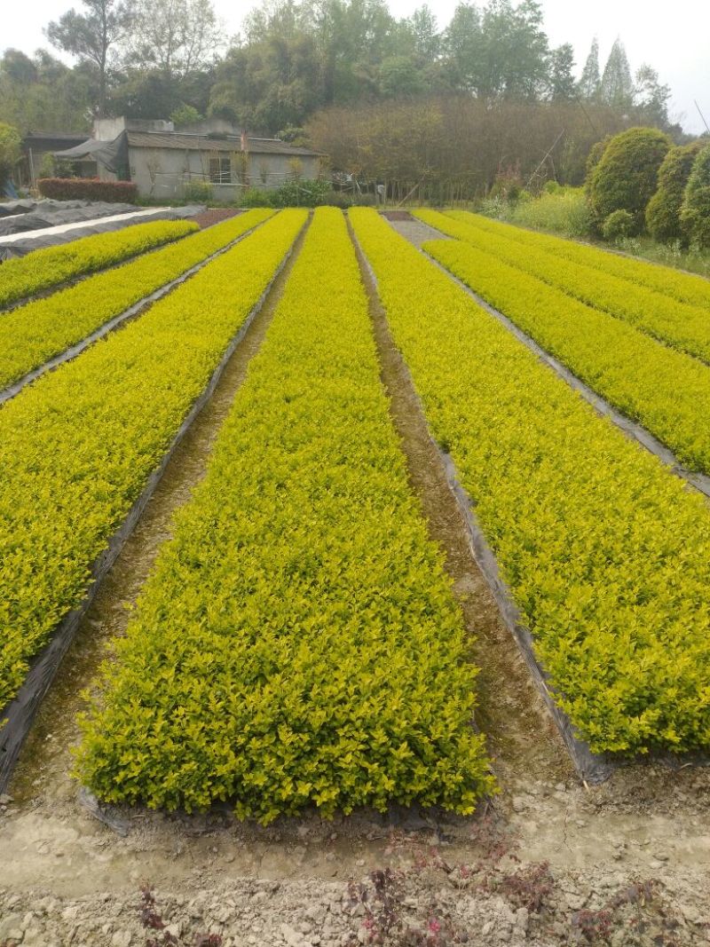 女贞4cm以下从业十多年资源强大价格公开透明