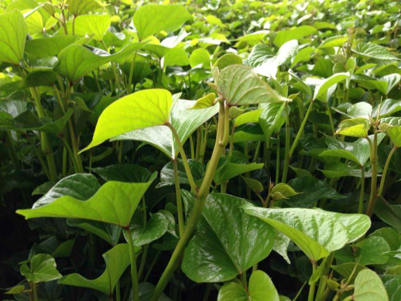 4杨凌优质脱毒红薯苗秦薯4号，秦薯5号，西瓜红，紫薯
