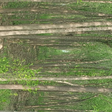 丝棉木4~6米4-10cm