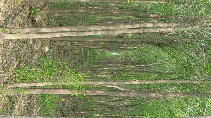丝棉木4~6米4-10cm