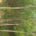 丝棉木4~6米4-10cm
