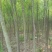 丝棉木4~6米4-10cm