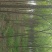 丝棉木4~6米4-10cm