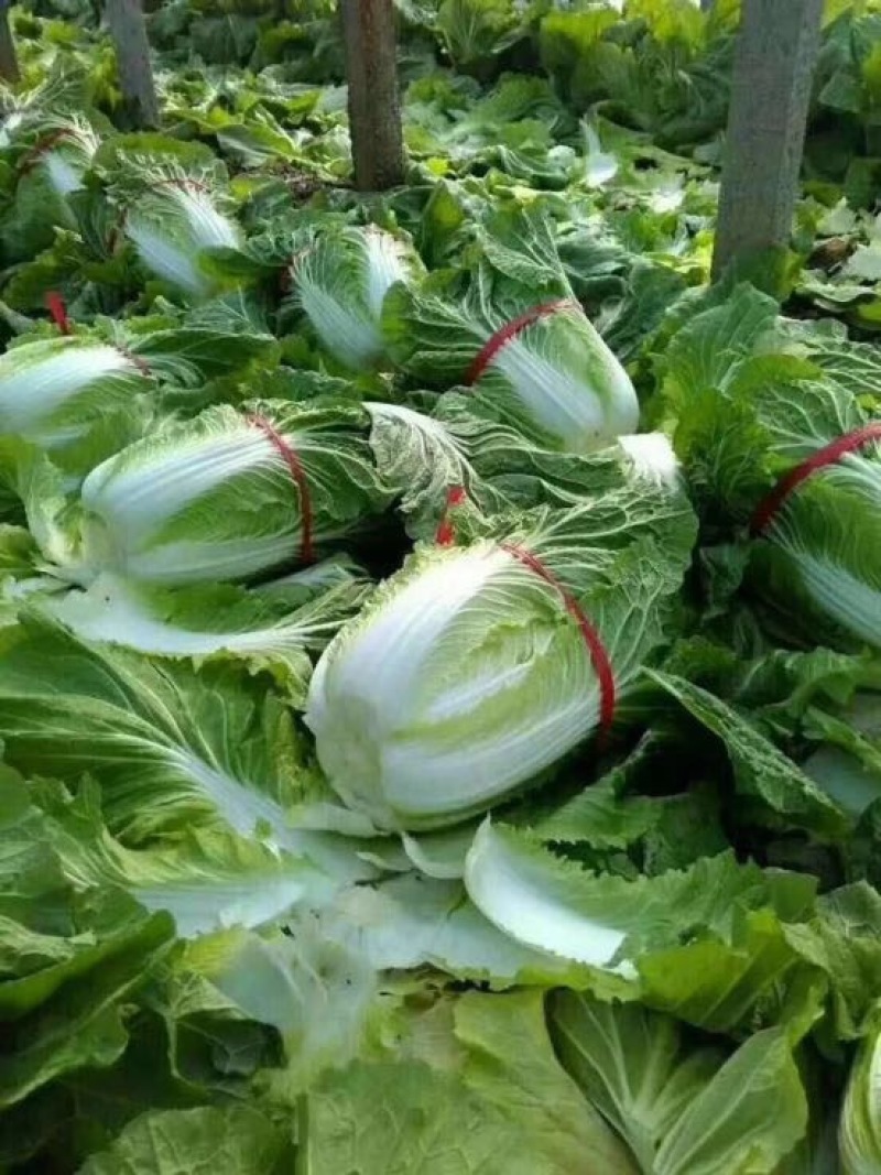 菊锦春白菜净菜4~6斤