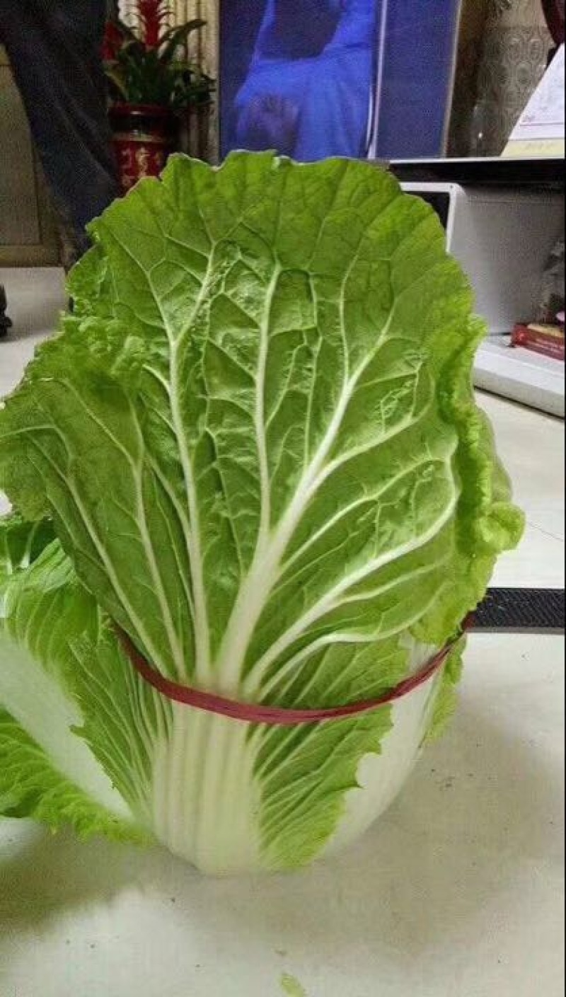 菊锦春白菜净菜4~6斤