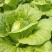 菊锦春白菜净菜4~6斤