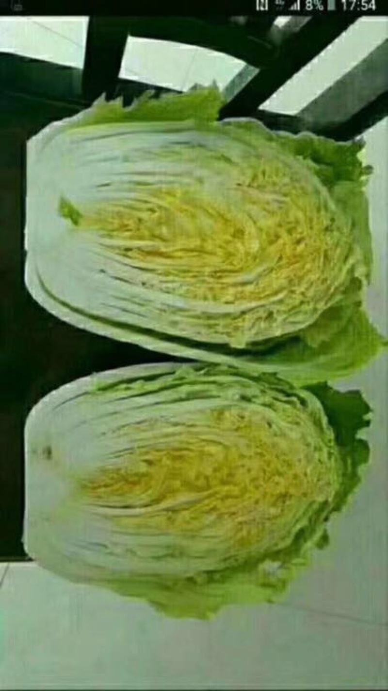 菊锦春白菜净菜4~6斤