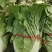 菊锦春白菜净菜4~6斤