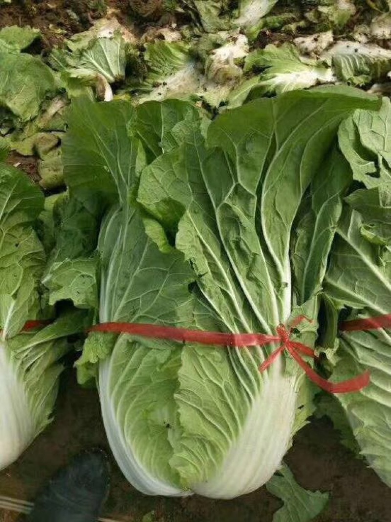 菊锦春白菜净菜4~6斤