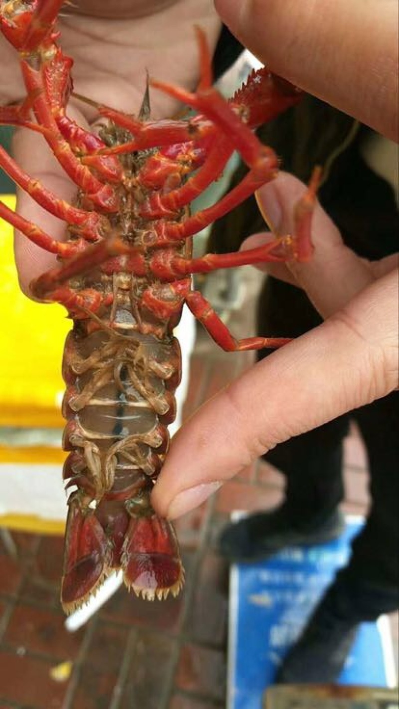 小龙虾小龙虾主养4-6钱（20-30克）活虾