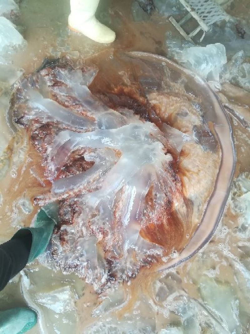 批发团购福利海蜇头腌渍海蜇加工老醋蛰头食材鲜活非即食