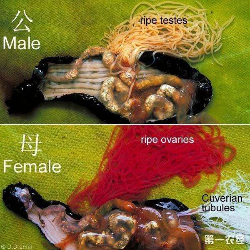 常年批发零售速冻海参花海参卵