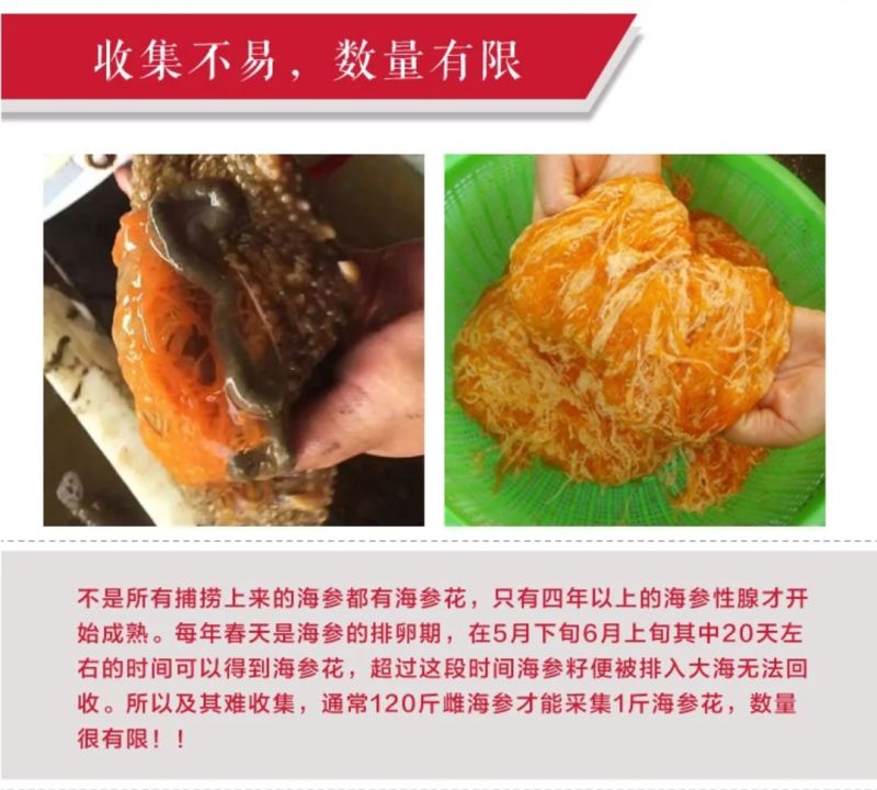 常年批发零售速冻海参花海参卵