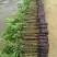 西瓜番石榴苗50~80cm