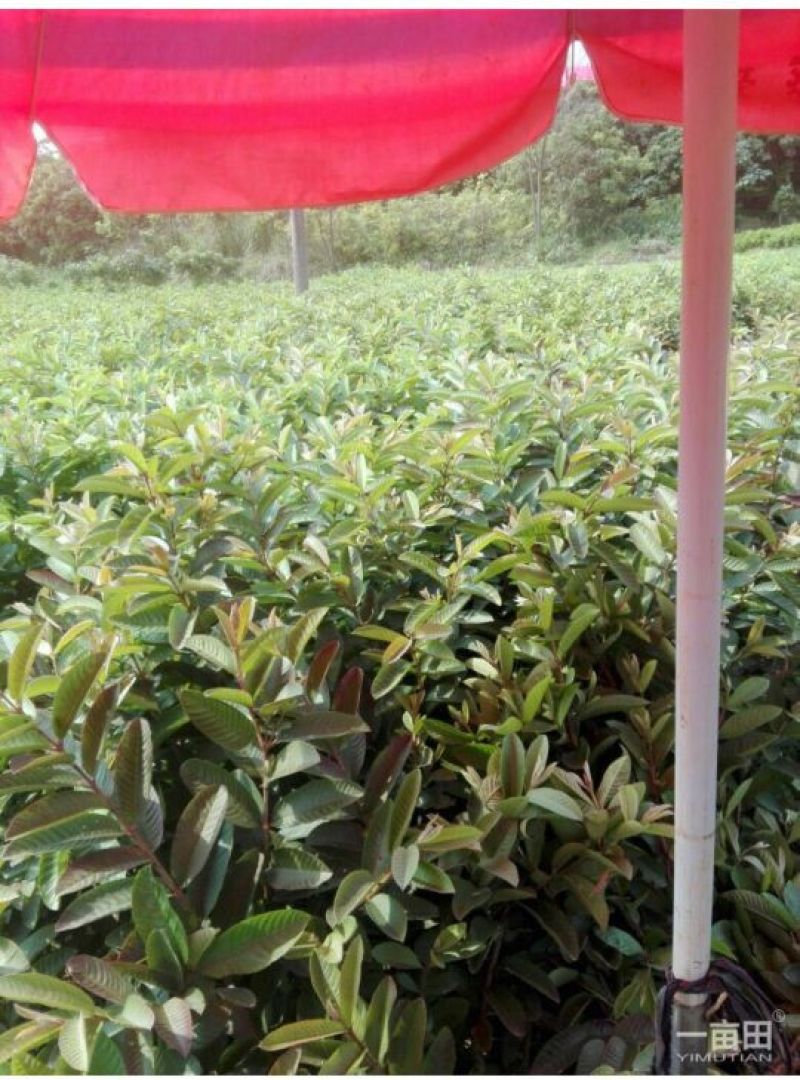 西瓜番石榴苗50~80cm