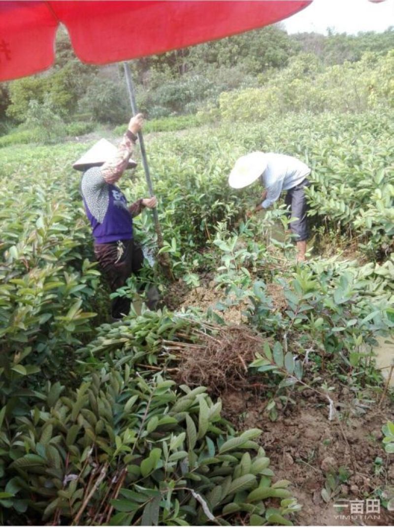 西瓜番石榴苗50~80cm