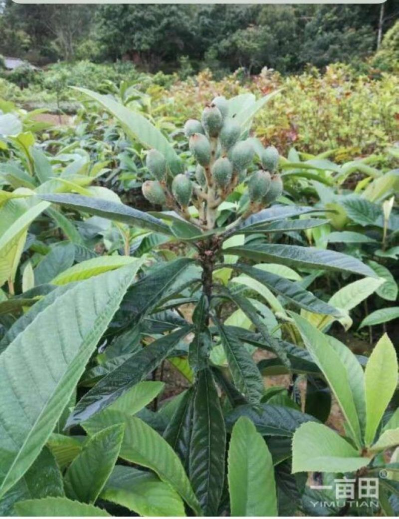 大五星枇杷苗30~50cm