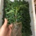 木瓜树苗10~20cm