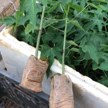 木瓜树苗10~20cm