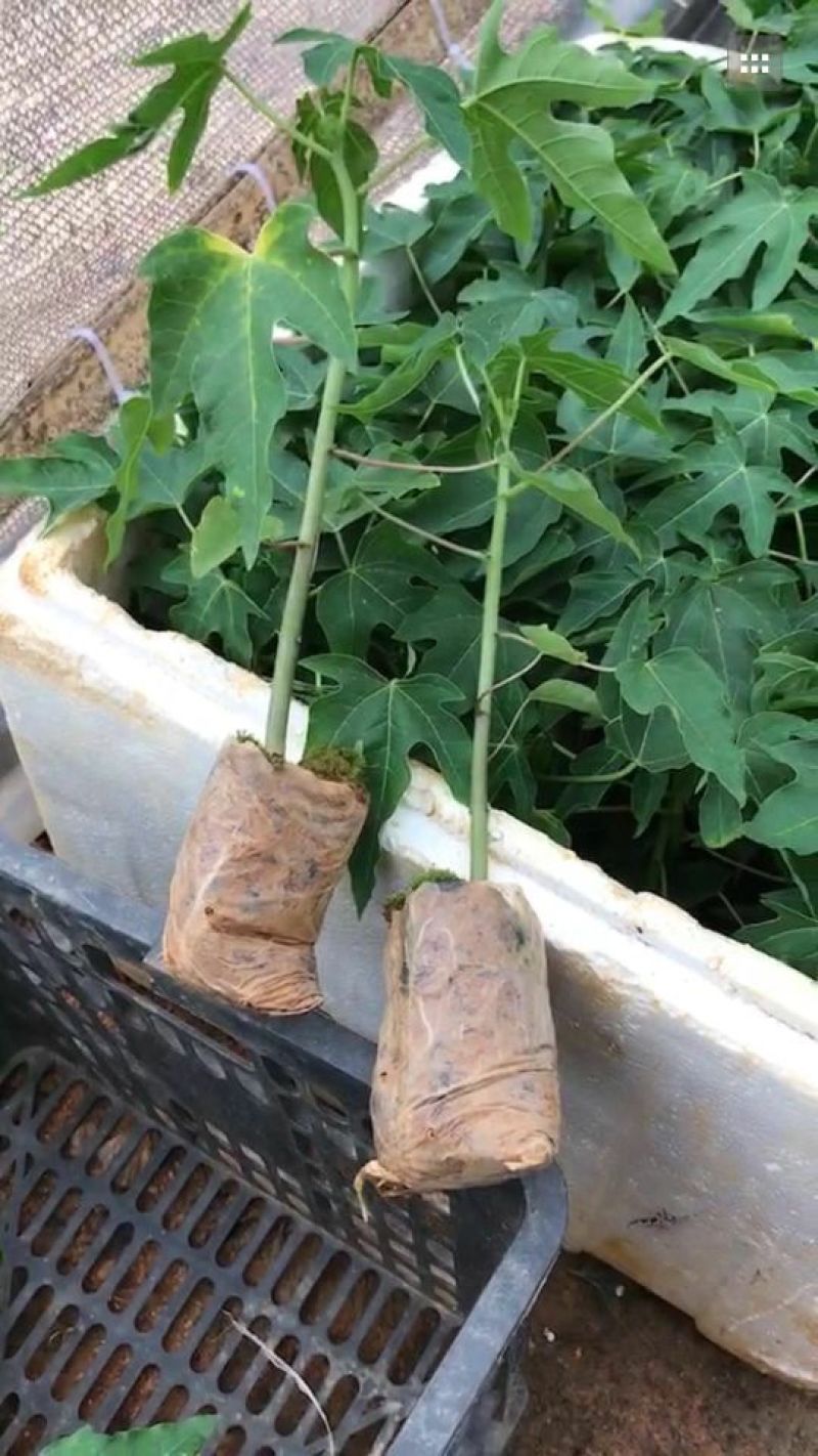 木瓜树苗10~20cm