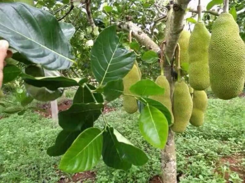 1号菠萝蜜苗稿接树