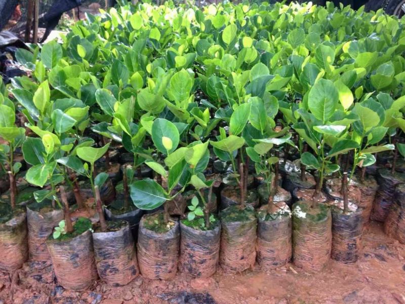 1号菠萝蜜苗稿接树