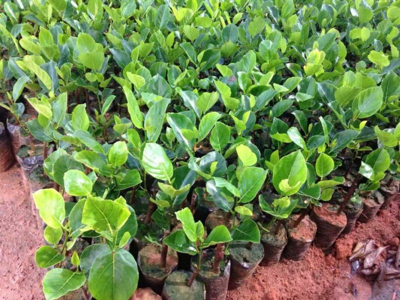 1号菠萝蜜苗稿接树