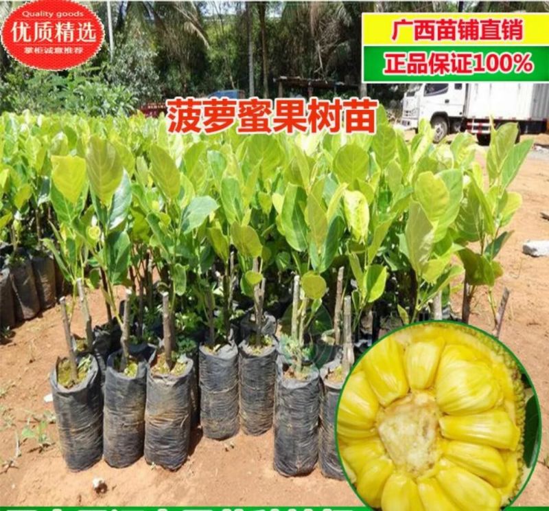 1号菠萝蜜苗稿接树