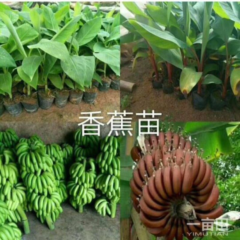 红香蕉苗1~2年一级良种