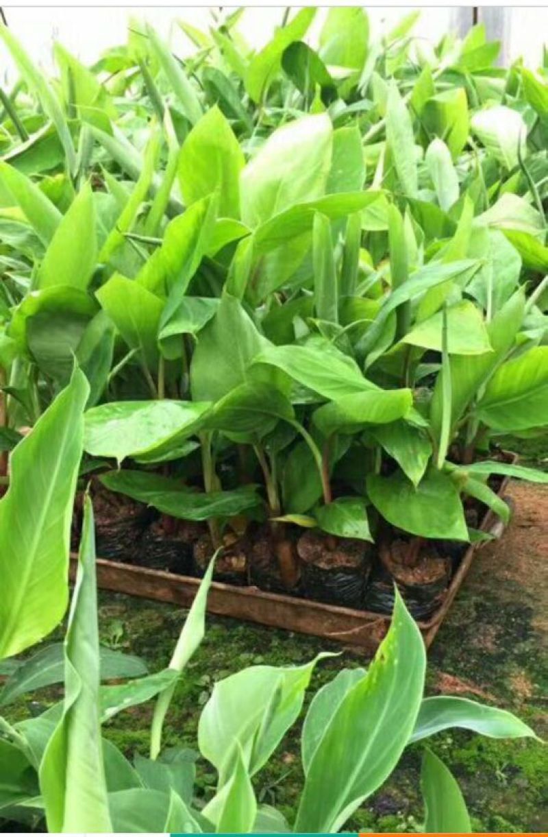 红香蕉苗1~2年一级良种