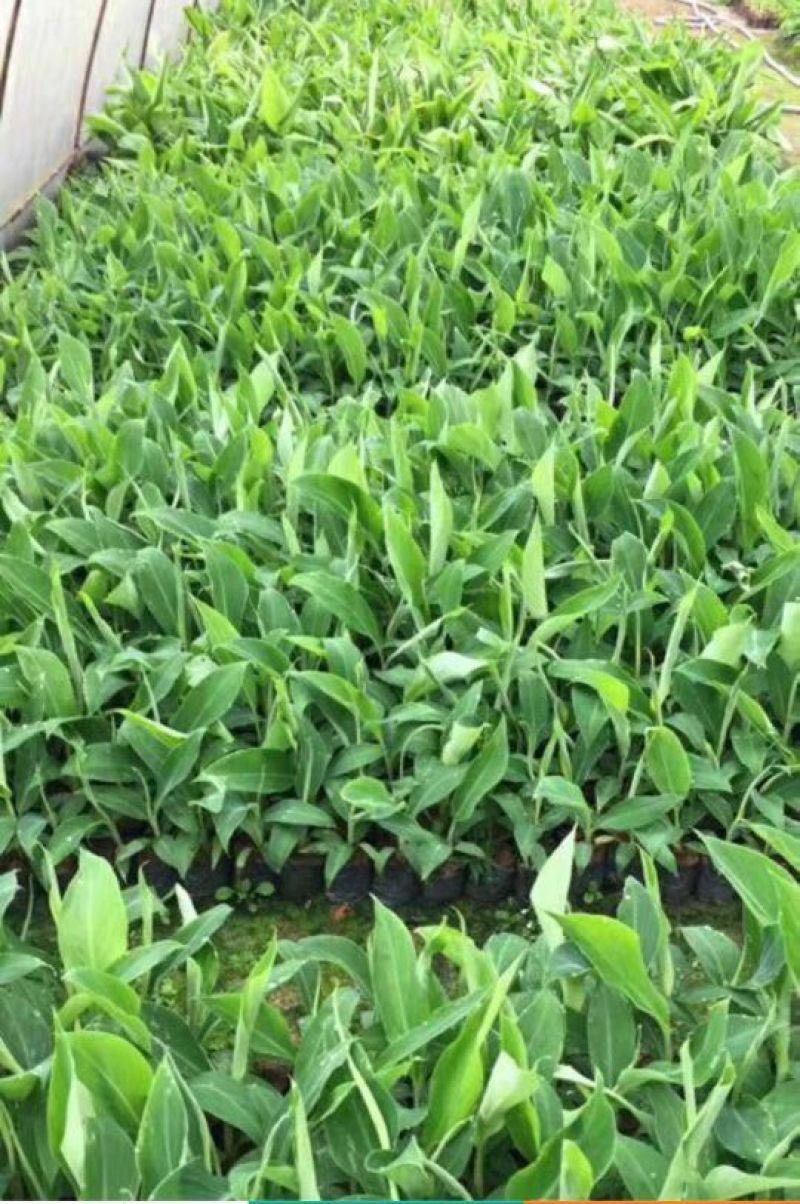红香蕉苗1~2年一级良种